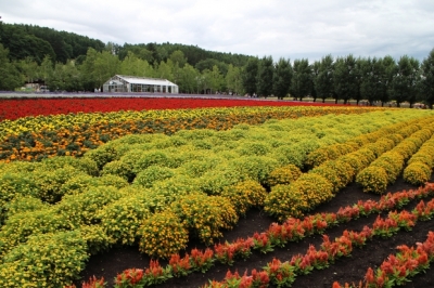 2014夏，北海道自駕遊，旭川、札幌、南富良野、富良野、美瑛、旭山動物園